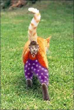 Name:  CatsPajamas.jpg
Views: 23
Size:  23.5 KB