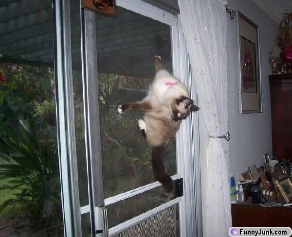 Name:  spidercat.jpg
Views: 16
Size:  48.2 KB