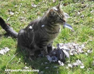 Name:  catbird.jpg
Views: 30
Size:  30.3 KB