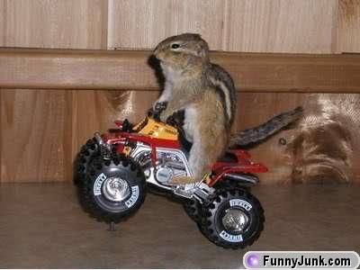 Name:  motorcyclesquirrel.jpg
Views: 20
Size:  17.8 KB
