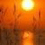 VafMeape73's Avatar